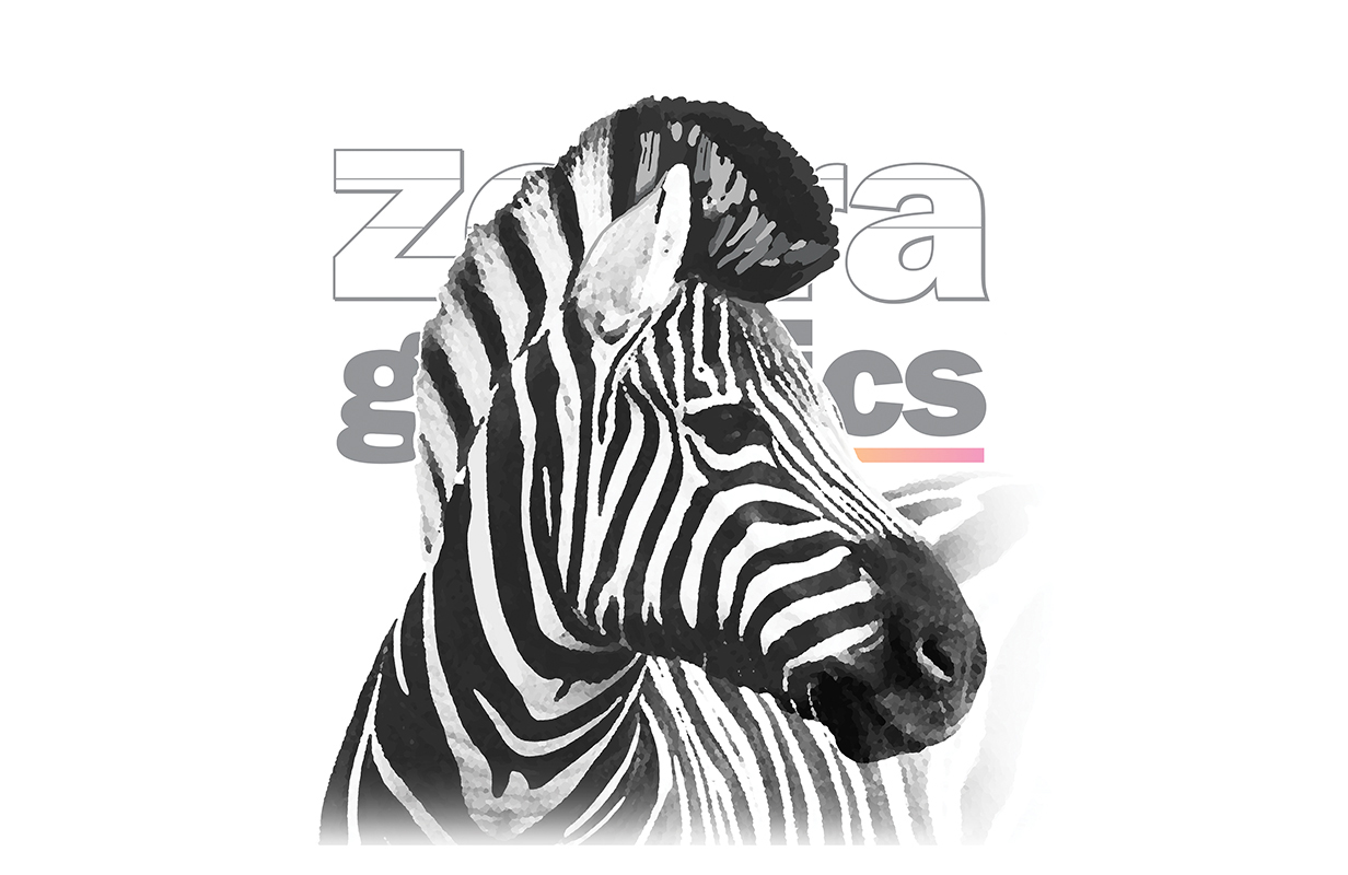 zebra graphics